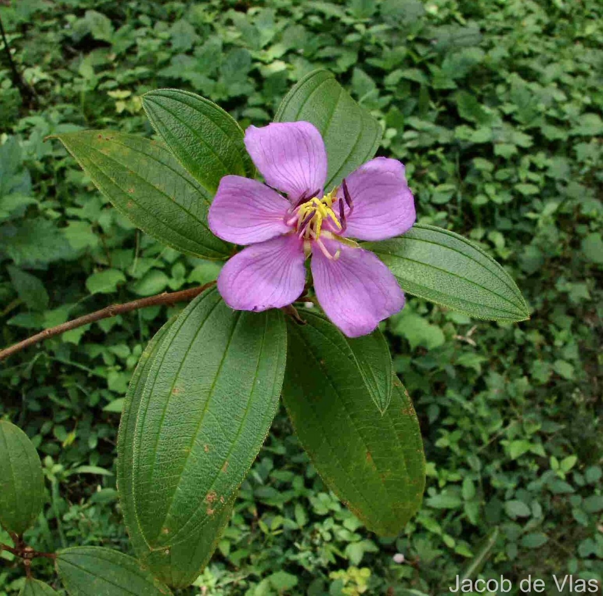 Melastoma malabathricum L.